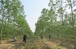 Cao su rớt giá, người dân và doanh nghiệp ở Gia Lai vẫn bám trụ